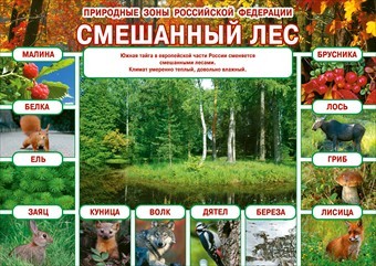Плакат "Природные зоны РФ. Смешанный лес"